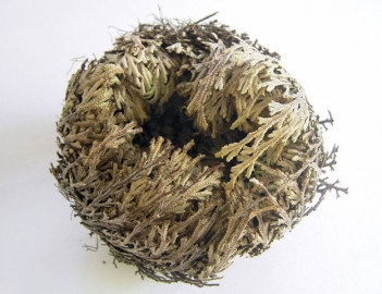 Rose de Jericho, entière (5 à 6cm)