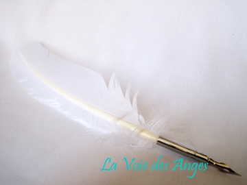 Plume blanche