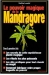 Pouvoirs magiques de la mandragore