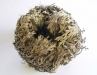Rose de Jericho, entière (5 à 6cm)