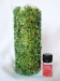 Bougie Plantes - 7 Ventes